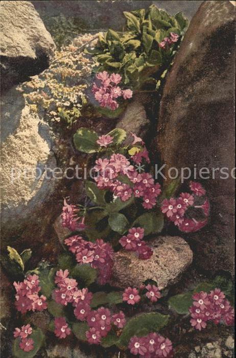 Blumen Primula viscosa Felsenprimel