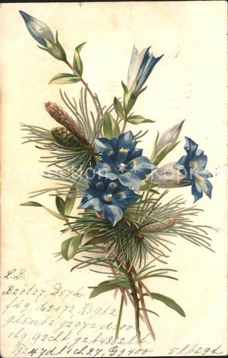 Blumen Enzian Litho