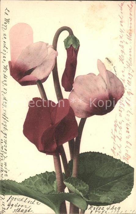 Blumen Alpenveilchen