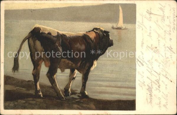 Koller Rudolf Schwarzfleck-Stier Toro maculato