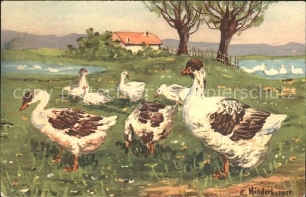 Kuenstlerkarte E. Hinderberger Gänse
