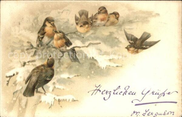 Voegel Rotkehlchen Litho