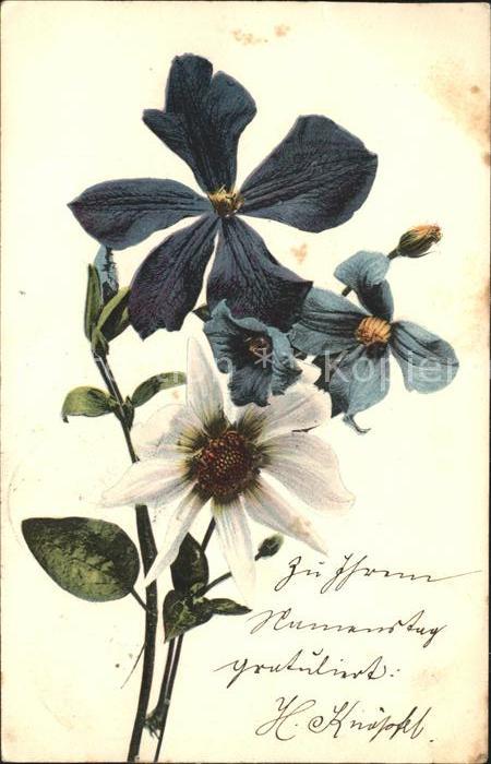 Blumen Margerite