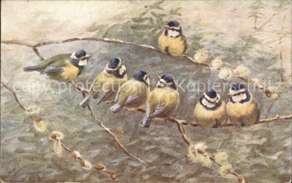 Verlag Tucks Oilette Nr. 9487 Blue Tit Blaumeisen
