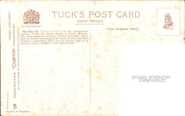 Verlag Tucks Oilette Nr. 9487 Blue Tit Blaumeisen – Bild 2
