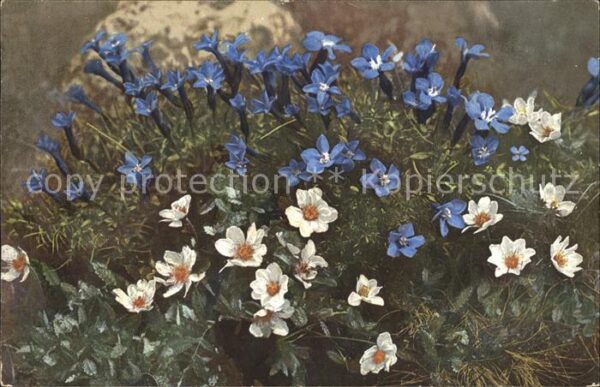 Blumen Gentiana brachyphylla Dryas octopetala