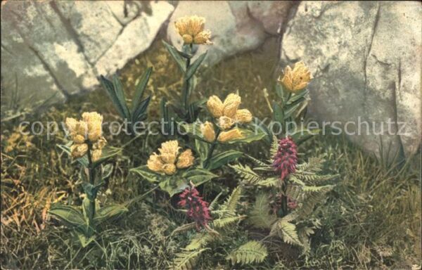 Blumen Gentiana punctata Pedicularis recutita