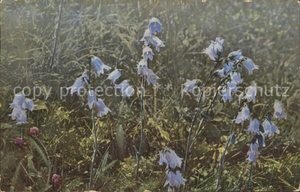 Blumen Campanula barbata Bärtige Glockenblume