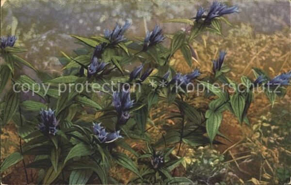 Blumen Gentiana asclepiadea Schwalbenwurz-Enzi