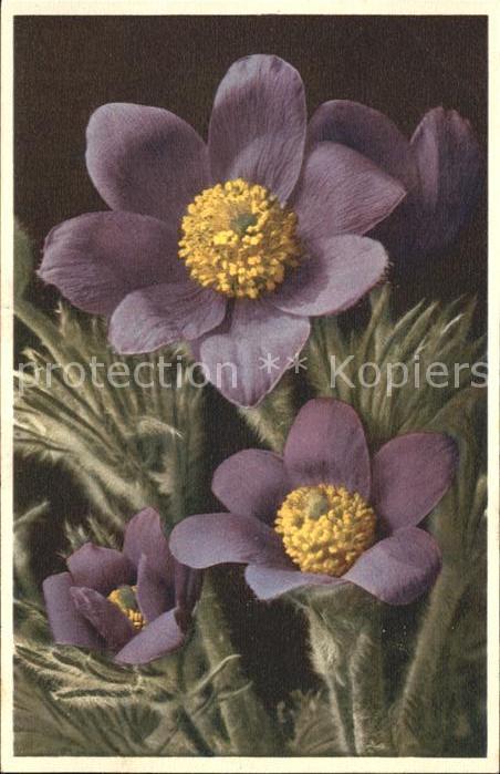 Blumen Anemone pulsatilla Küchenschelle Kuhsch