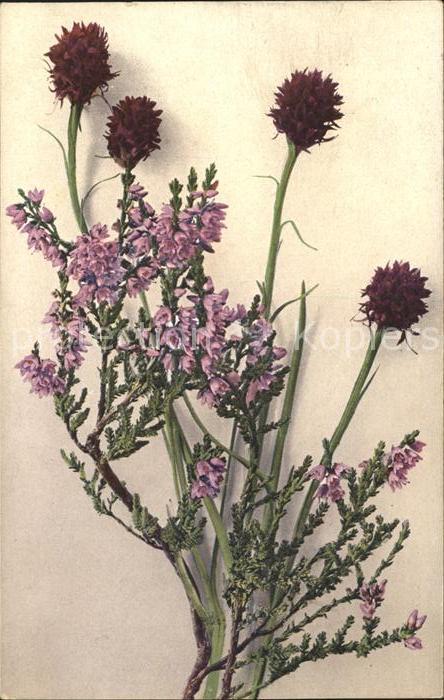 Blumen Schwarze Kohlröschen