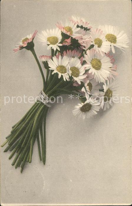 Blumen Margeriten