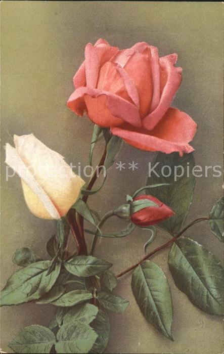 Rosen