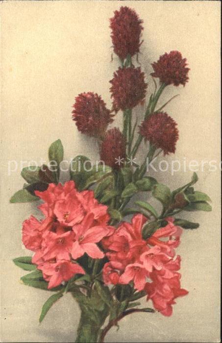 Blumen Alpenrosen Schwarze Kohlröschen