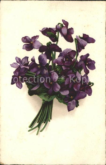 Blumen Veilchen Litho