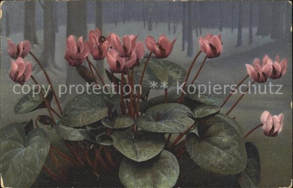 Verlag Photochromie Nr. Serie H 487 Alpenveilchen