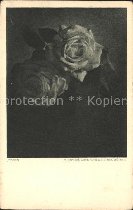 Rosen Ph. und E. Linck Zürich