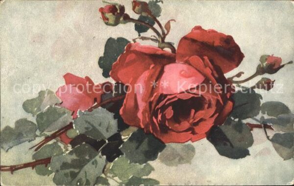 Rosen