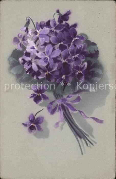 Blumen Veilchen