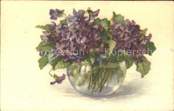 Blumen Veilchen Vase
