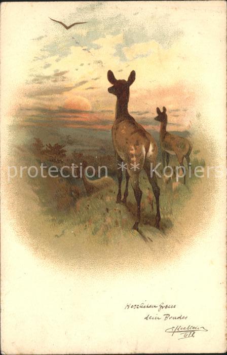 Reh Rehe Sonnenuntergang Litho