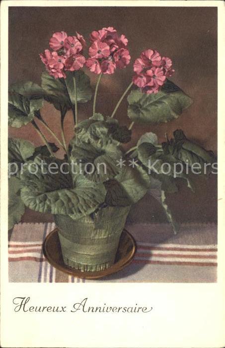 Blumen Becher-Primel Primula obconica Glückwun