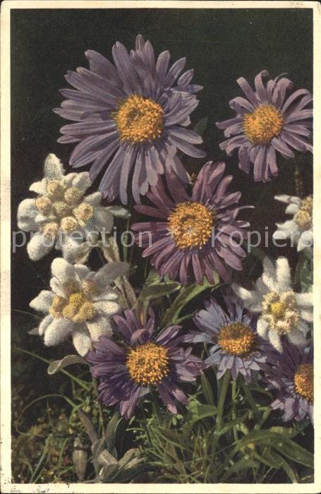 Edelweiss Alpen-Aster