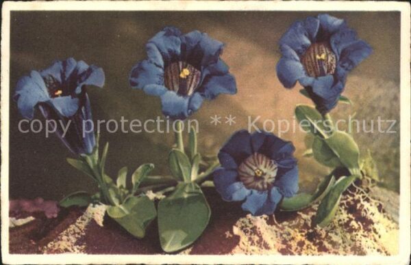 Blumen Stengelloser Enzian Gentiana acaulis