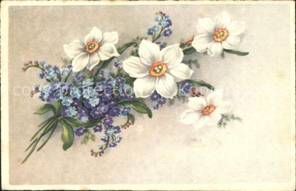 Blumen Dichter-Narzissen Vergissmeinnicht