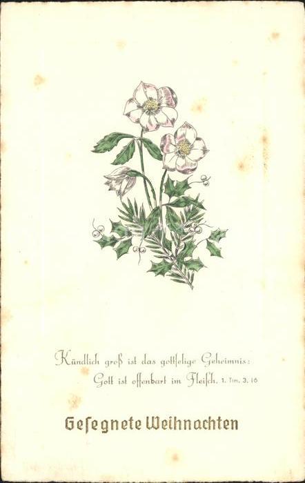 Weihnachten Christrosen Schneerosen
