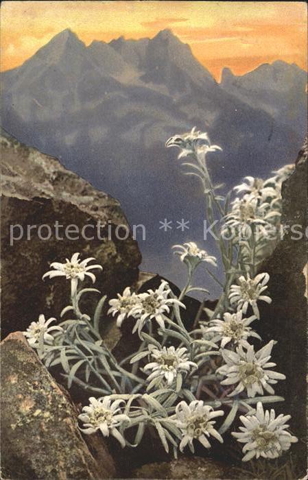 Verlag Photochromie Nr. 758 Serie 506 Edelweiss Leontopodium al