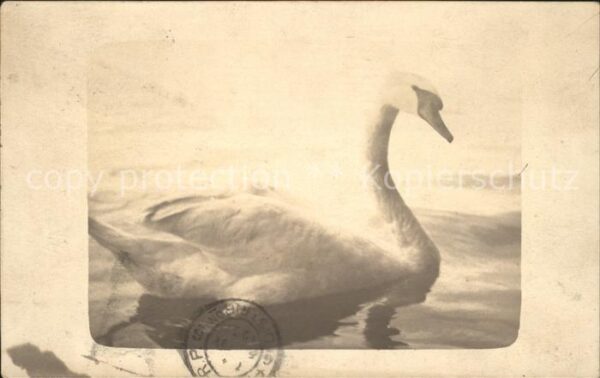 Schwan