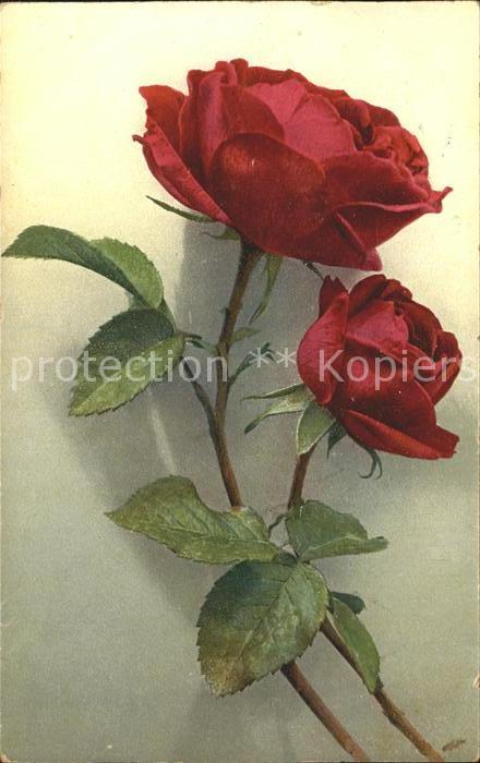 Rosen