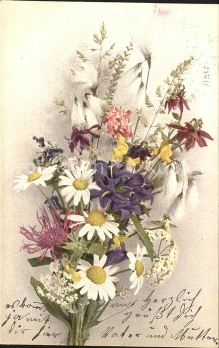 Blumen Margeriten Knäuel-Glockenblume Berg-Flo
