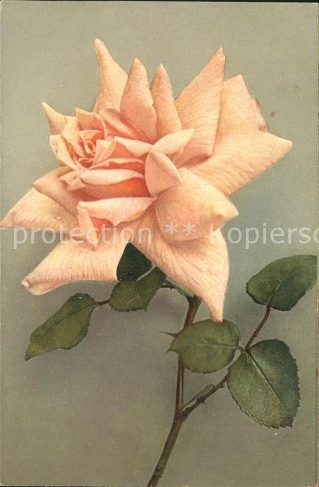 Rosen