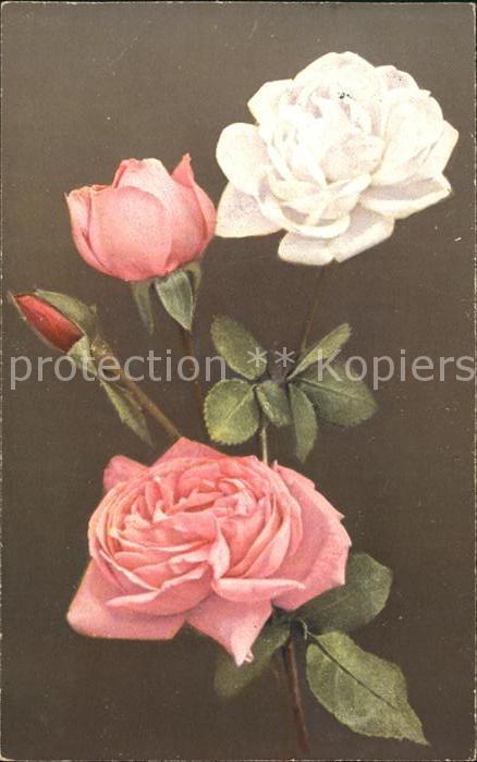 Rosen