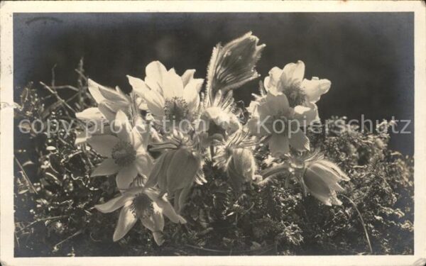 Foto Gaberell J. Nr. 5629 Pelzanemonen