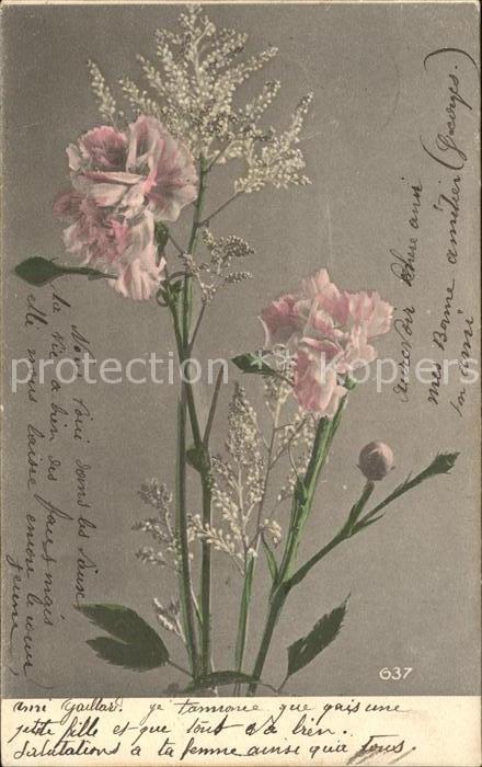 Blumen Nelken