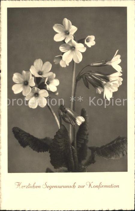 Konfirmation Glückwunsch Schlüsselblumen