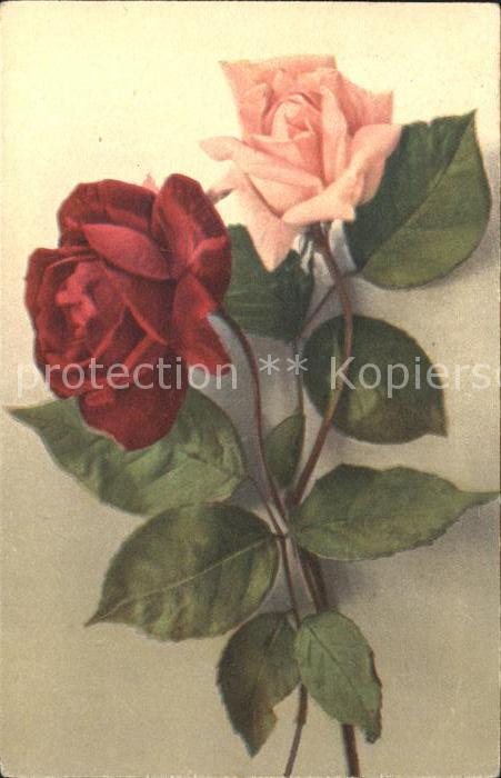 Rosen