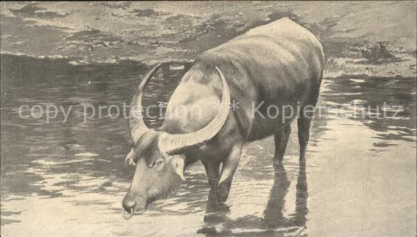 Tiere Wasserbüffel