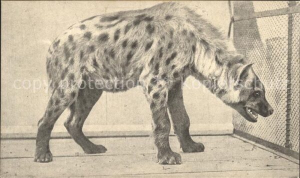 Tiere Hyäne