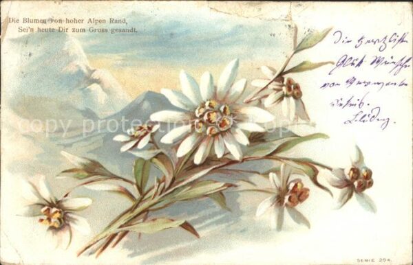 Edelweiss Litho Gedicht Spruch