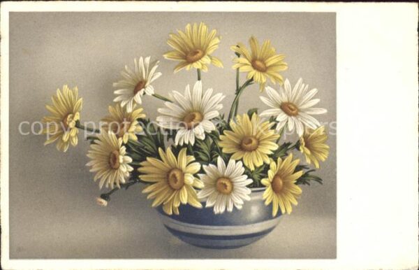 Blumen Margeriten Vase