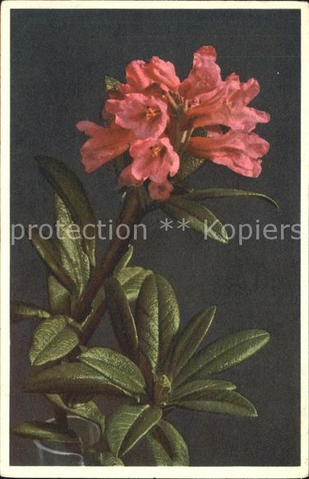 Blumen Rostblättrige Alpenrose