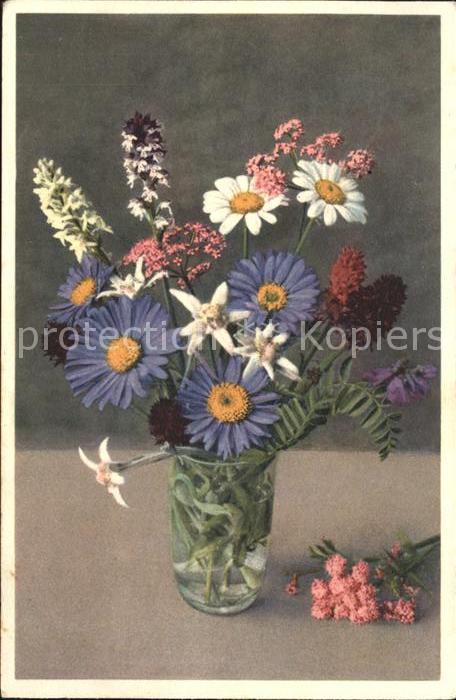 Edelweiss Alpen-Aster Schwarze Kohlröschen Hyazin