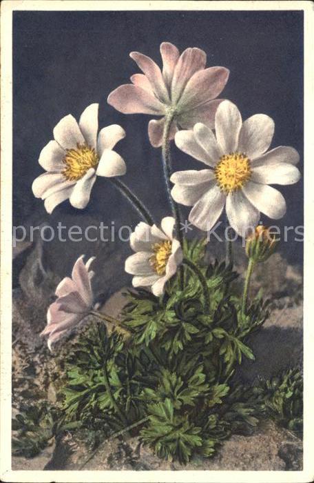 Blumen Monte Baldo-Anemone Tiroler Windröschen