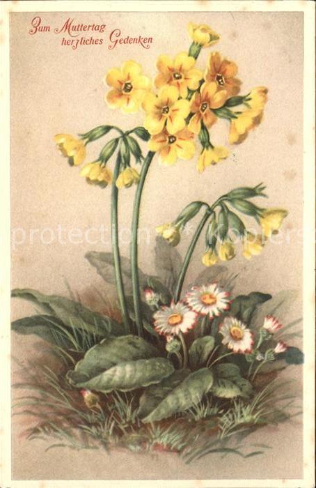 Muttertag Schlüsselblumen Gänseblümchen