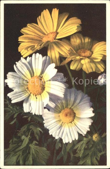 Blumen Saat-Wucherblumen
