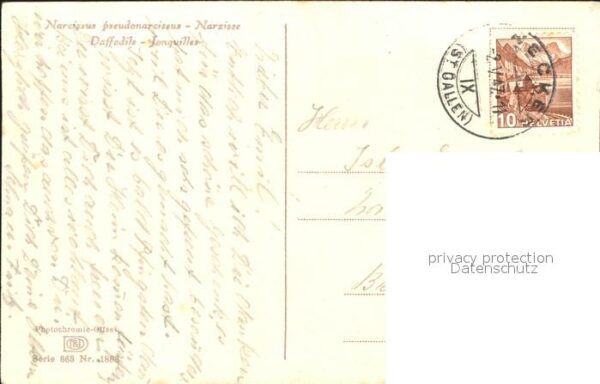 Verlag Photochromie Nr. 1888 Serie 663 Narzissen – Bild 2